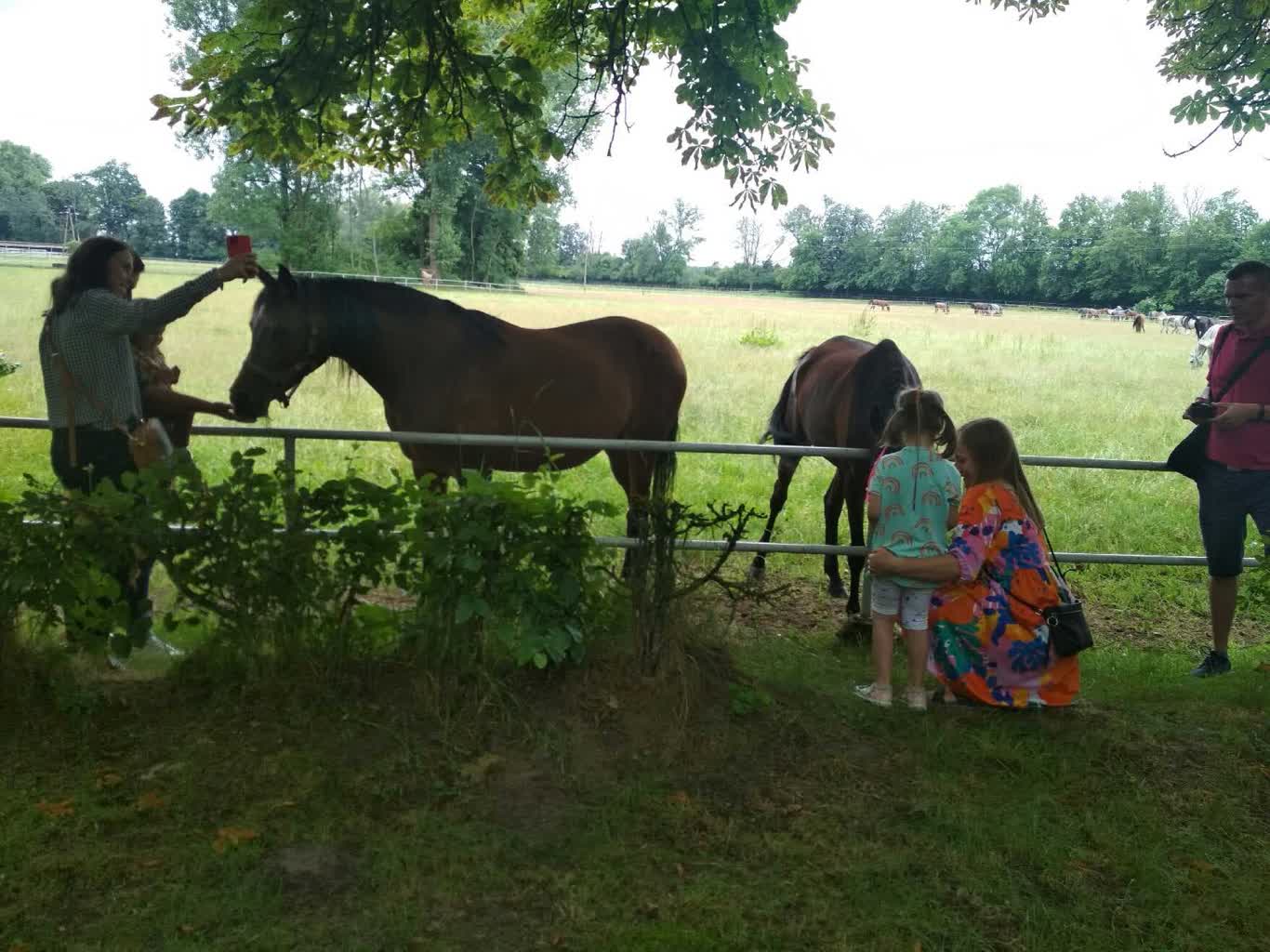 Stadnina W Janowie Podlaskim Zn W Cieszy Oczy Po Trzech Latach