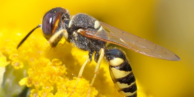 pszczola
