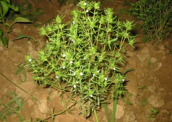 satureja hortensis bgiu 2