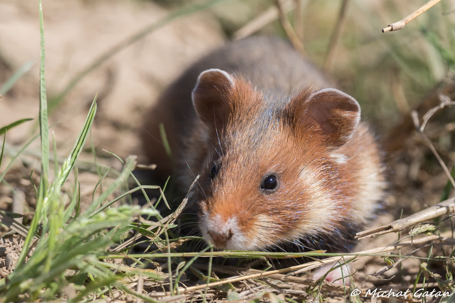 Wyginięcie Jednego Gatunku Może Mieć Poważne Konsekwencje Dla Całego Ekosystemu Walecznemu chomikowi europejskiemu może grozić wyginięcie – Polskie