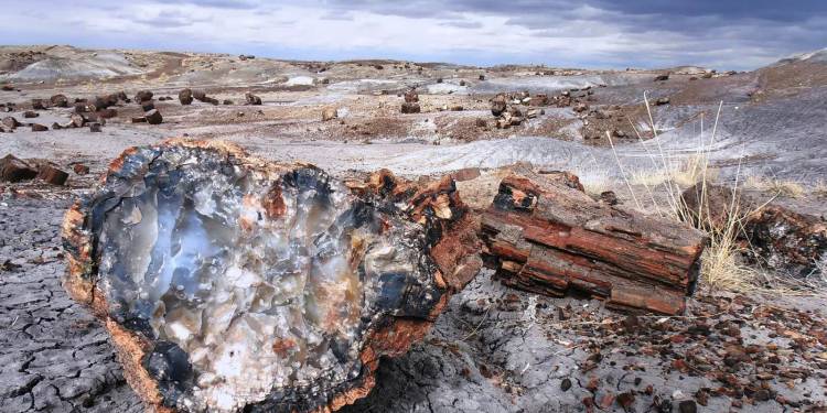 petrified forest g36f010622 1920 2022 06 21 054658