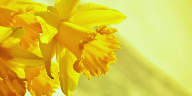 daffodils gfc20cefd3 1920 2022 10 24 101042