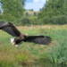 1280px eagle in flight 2004 09 01 2023 01 12 172203