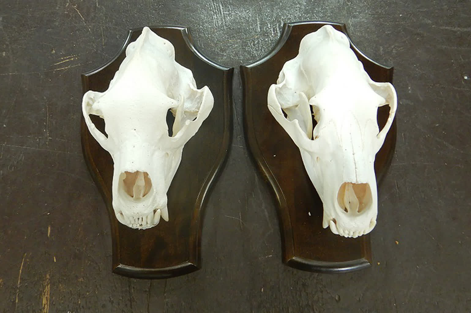 Przewozili skóry i czaszki chronionych zwierząt. Okazy zatrzymane na wschodniej granicy 2 article (2).jpg