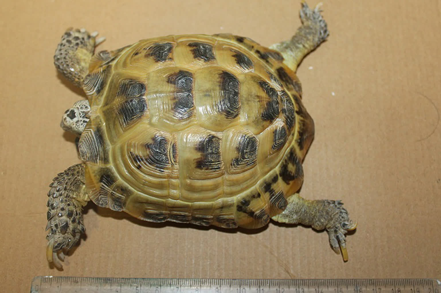 Przewozili skóry i czaszki chronionych zwierząt. Okazy zatrzymane na wschodniej granicy 3 article (4).jpg