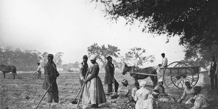 james hopkinsons plantation slaves planting sweet potatoes 2023 01 30 115442