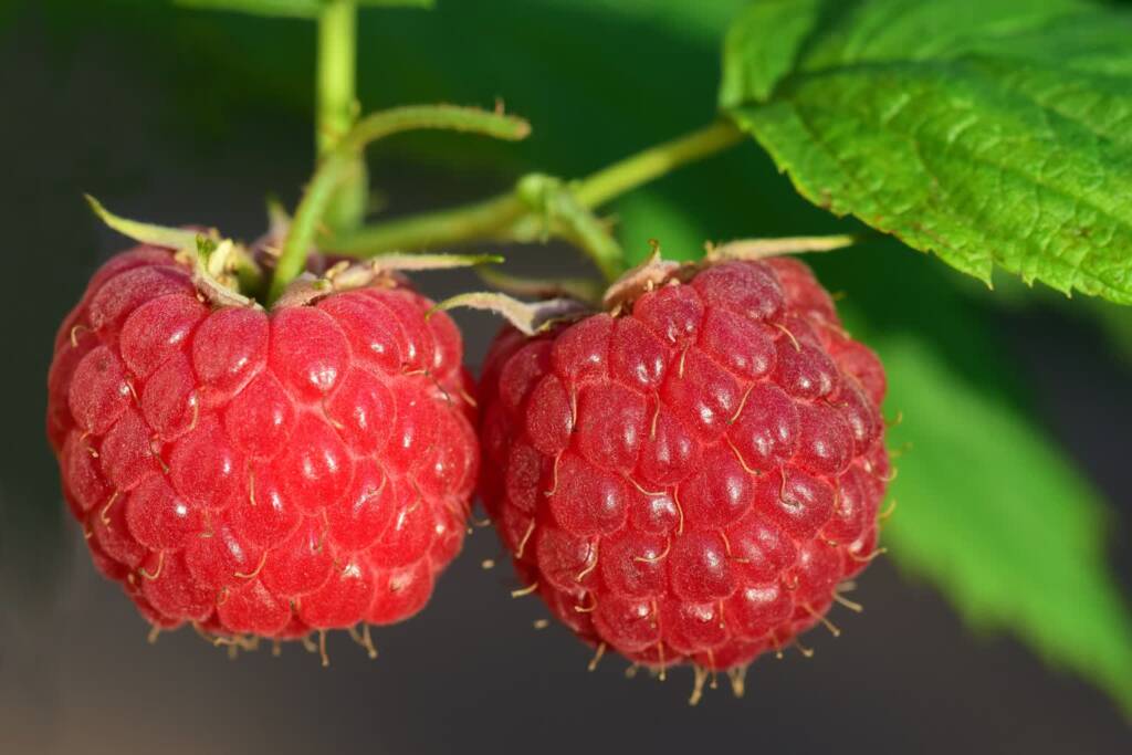 raspberries gea8ea4dfb 1920 2023 01 09 174059