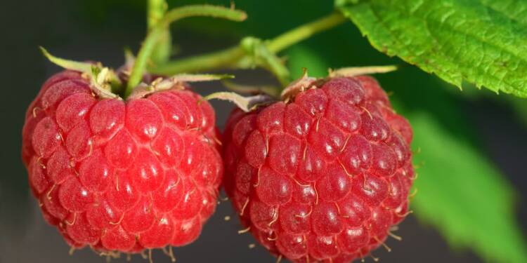 raspberries gea8ea4dfb 1920 2023 01 09 174059