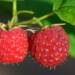 raspberries gea8ea4dfb 1920 2023 01 09 174059