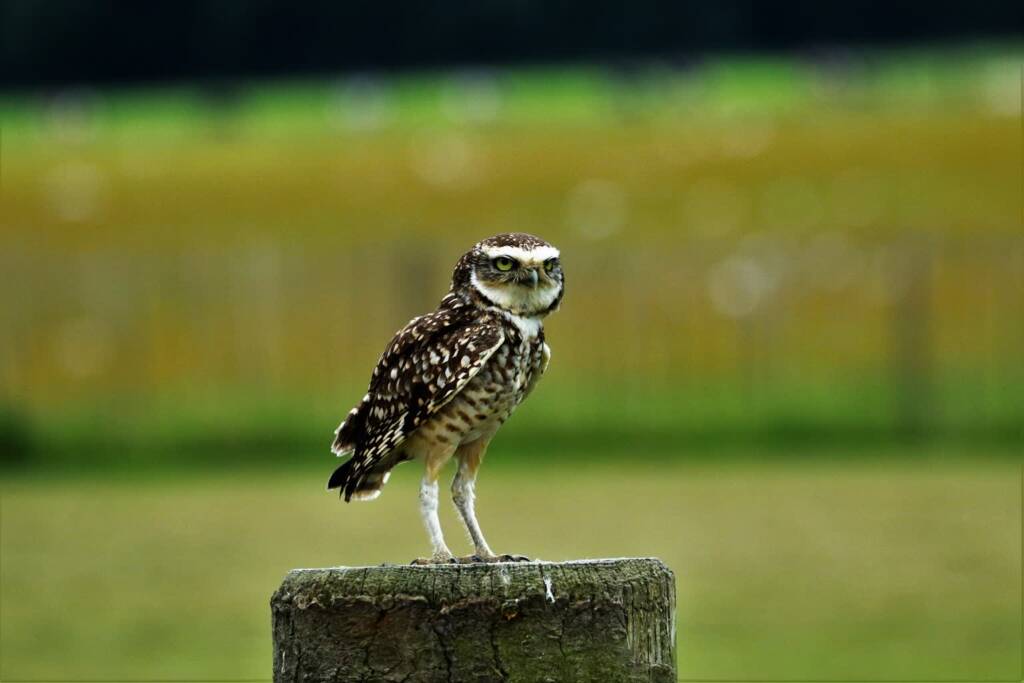 burrowing owl gc9add5134 1920 2023 02 17 213535