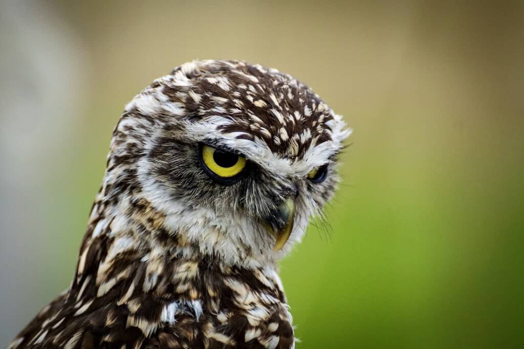 owl 3649048 1920 2023 02 04 102735