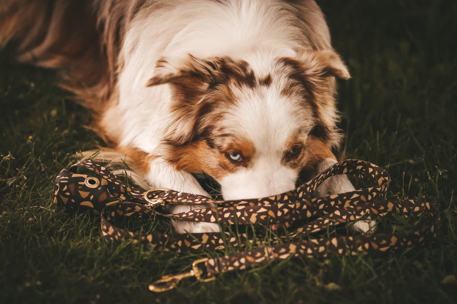 Jaka smycz dla psa jest najlepsza? 2 smycze dla psa