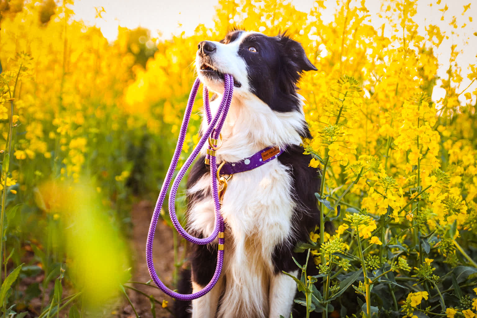 Jaka smycz dla psa jest najlepsza? 4 smycze dla psa