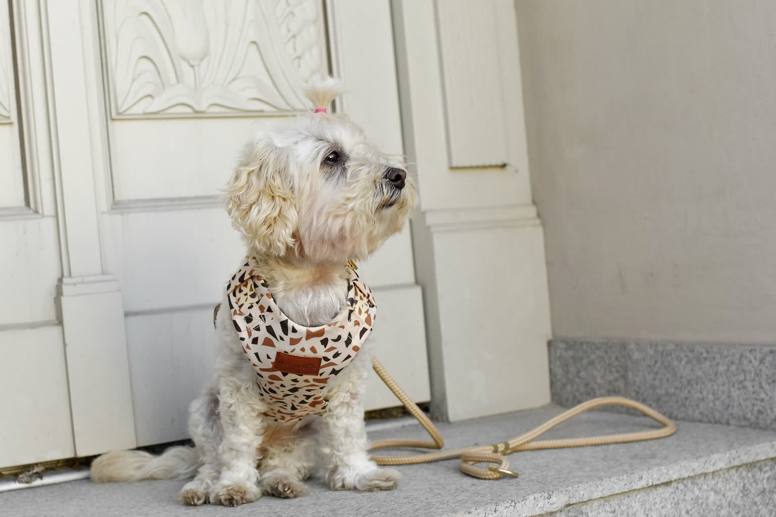 Jaka smycz dla psa jest najlepsza? 6 szelki dla psa