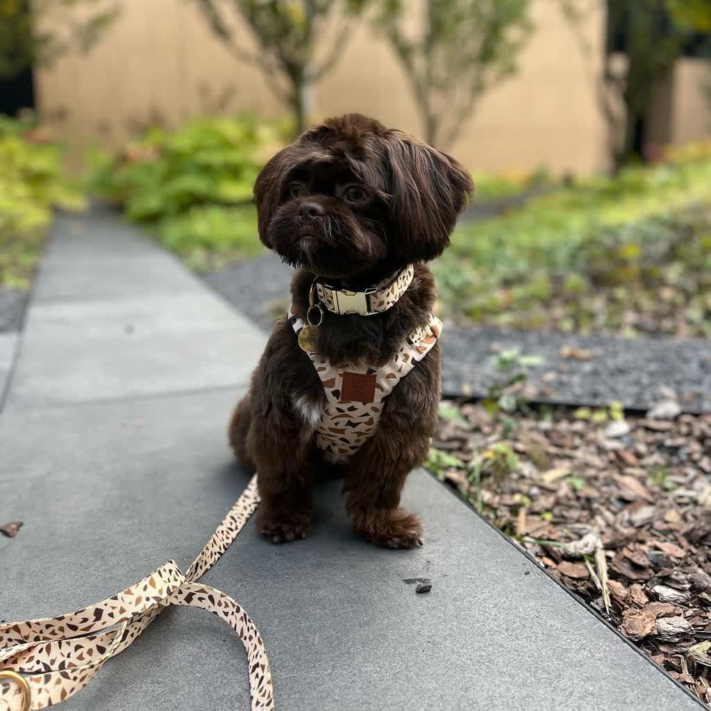 Jaka smycz dla psa jest najlepsza? 5 szelki dla psa