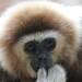 white handed gibbon g745eb8312 1920 2023 02 13 201643