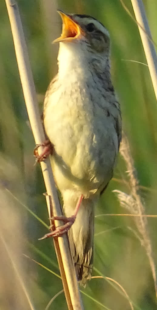 Szary klejnot bagien. Wodniczka - niepozorny, wyjątkowy ptak 3 wodniczka (1).jpg