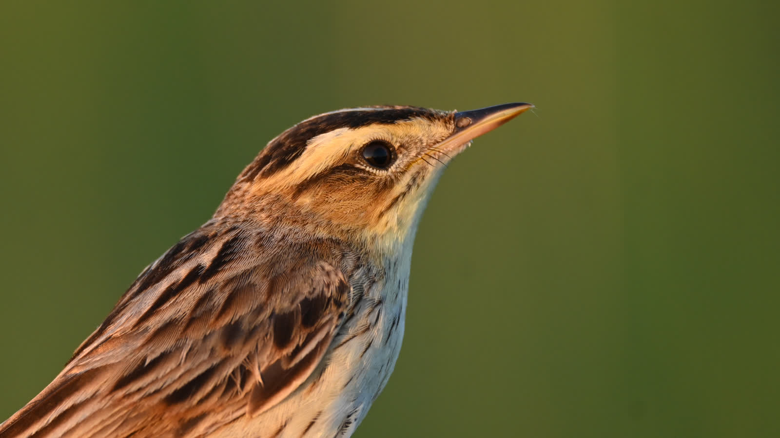 Szary klejnot bagien. Wodniczka - niepozorny, wyjątkowy ptak 2 wodniczka (2).JPG