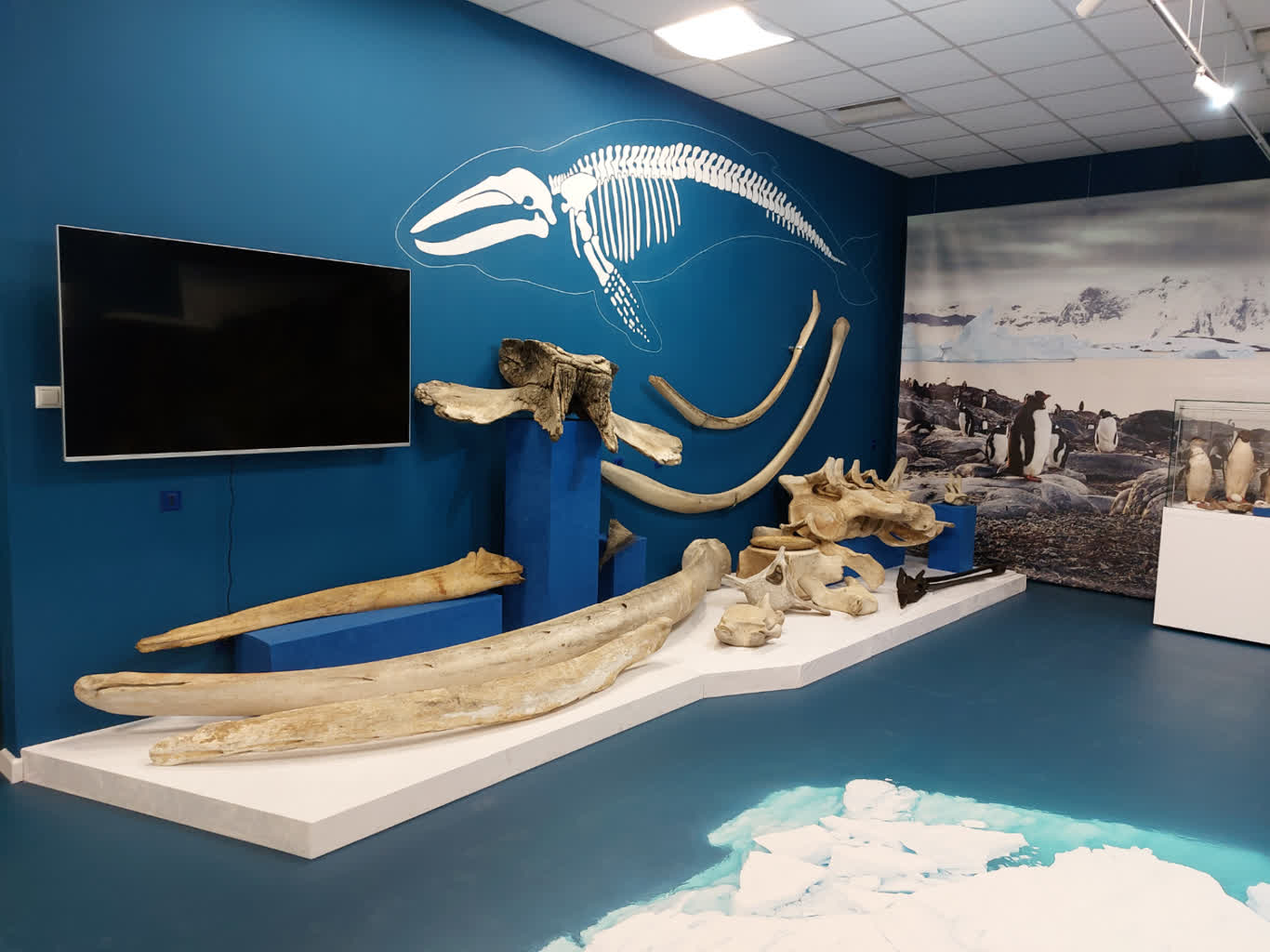 Puławskie Muzeum Badań Polarnych gromadzi eksponaty. Do placówki trafił zabytkowy śmigłowiec 3 20230327_084952.jpg