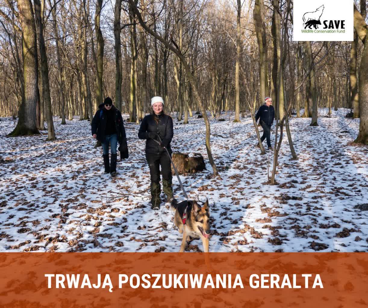 Rok temu wyruszył w podróż życia, teraz zaginął. Trwają poszukiwania wilka Geralta 2 332364968_1320060711876749_3718434645815465706_n.jpg
