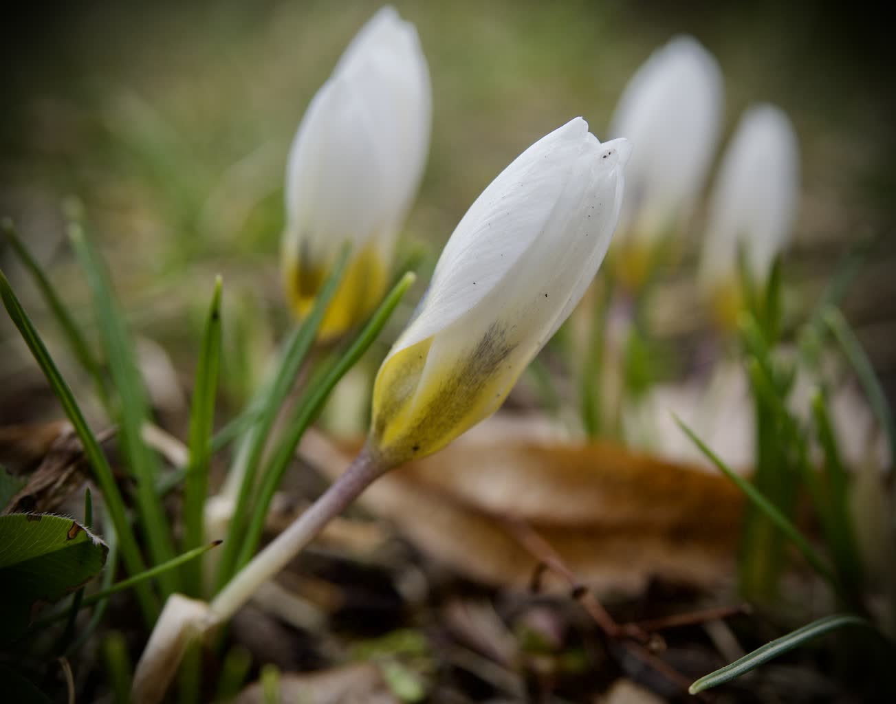 W Kazimierzu Dolnym szukają oznak wiosny 2 5B443AFF-3269-4C03-905D-C5BC7B2BD738.jpeg