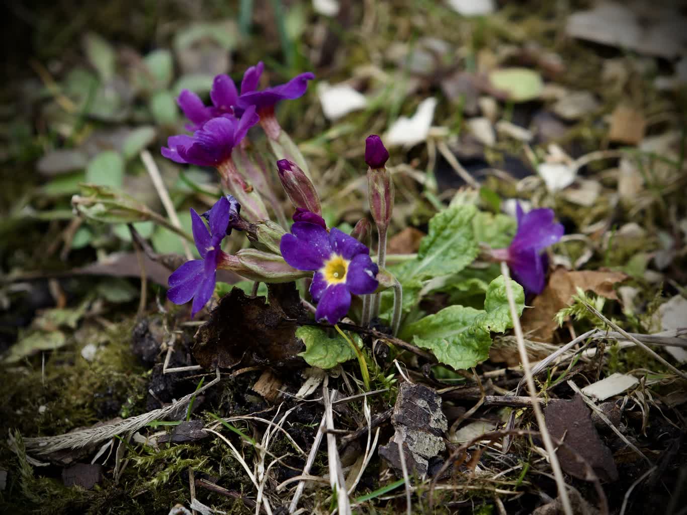 IMGW: Przed nami ciepła noc. Deszcz w północnej i zachodniej Polsce 2 A7EDC3D6-CAD7-4261-871B-42A1DB919729.jpeg