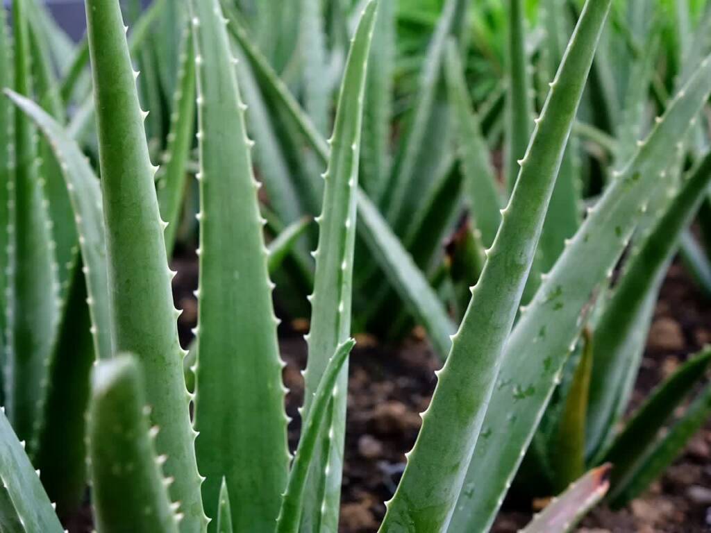 aloe vera 2690259 1920 2020 06 09 124958 2023 03 28 102105