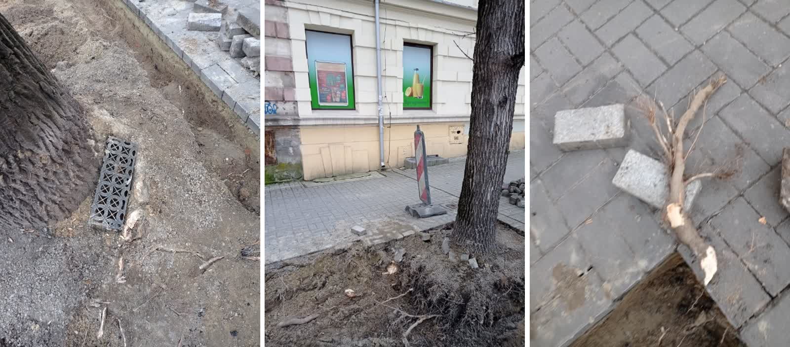 Poszerzenie pasów zieleni na ul. Lubartowskiej. Mieszkaniec zarzuca błędy przy realizacji projektu 2 drzewa.jpg