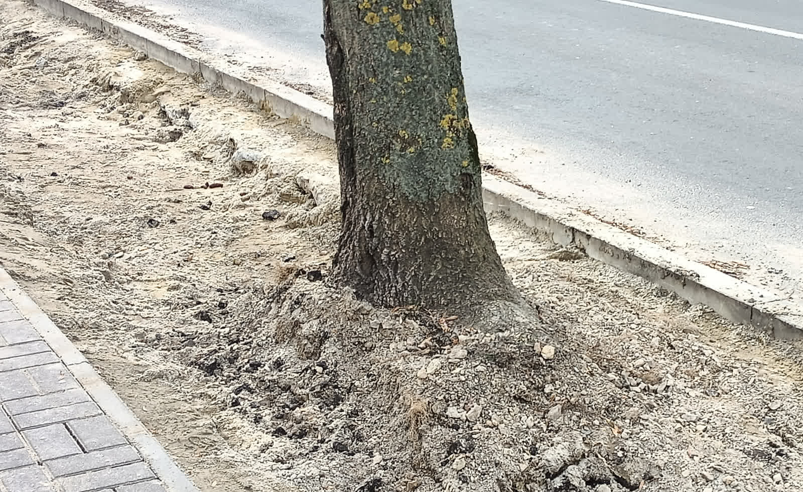 Poszerzenie pasów zieleni na ul. Lubartowskiej. Mieszkaniec zarzuca błędy przy realizacji projektu 3 IMG20230303122903.JPG