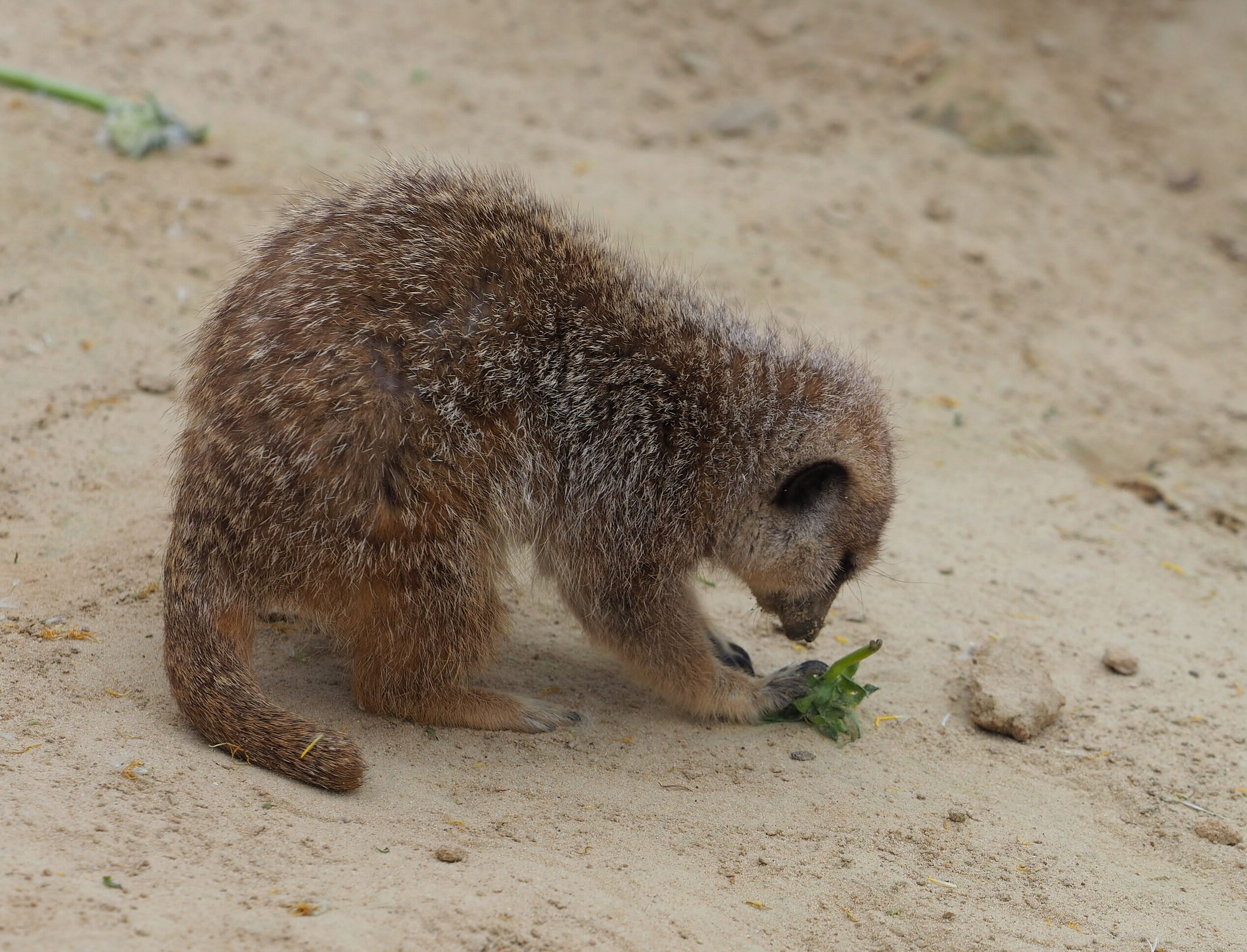 "Idąc do zoo szanujmy jego mieszkańców". Trwa Tydzień Misji Ogrodów Zoologicznych i Akwariów 3 IMG_20210513_211747.jpg