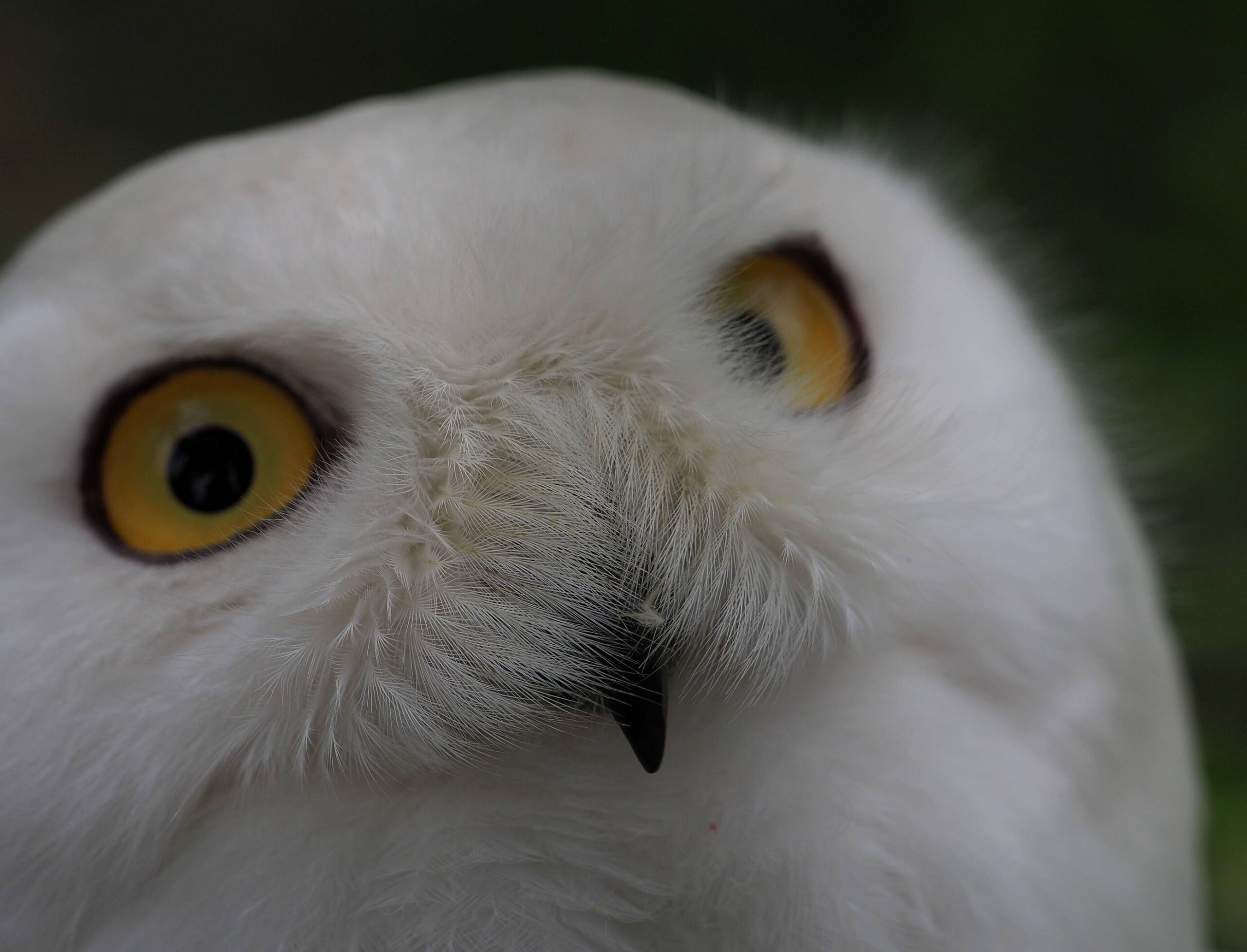 "Idąc do zoo szanujmy jego mieszkańców". Trwa Tydzień Misji Ogrodów Zoologicznych i Akwariów 2 IMG_20210513_215826.jpg