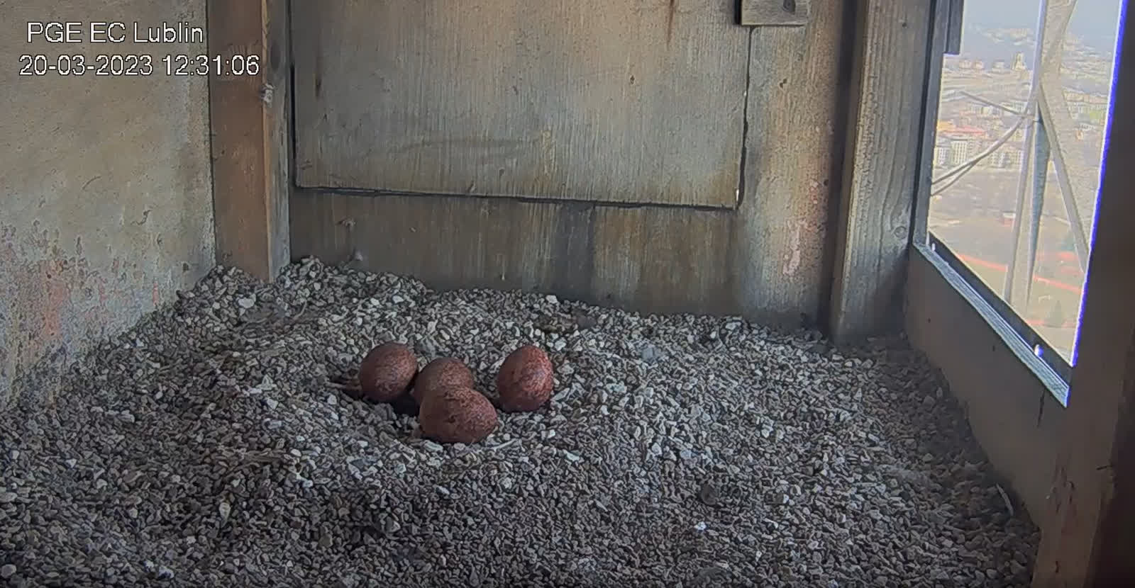 Jest już czwarte jajo w gnieździe lubelskich sokołów 2 jajka.PNG