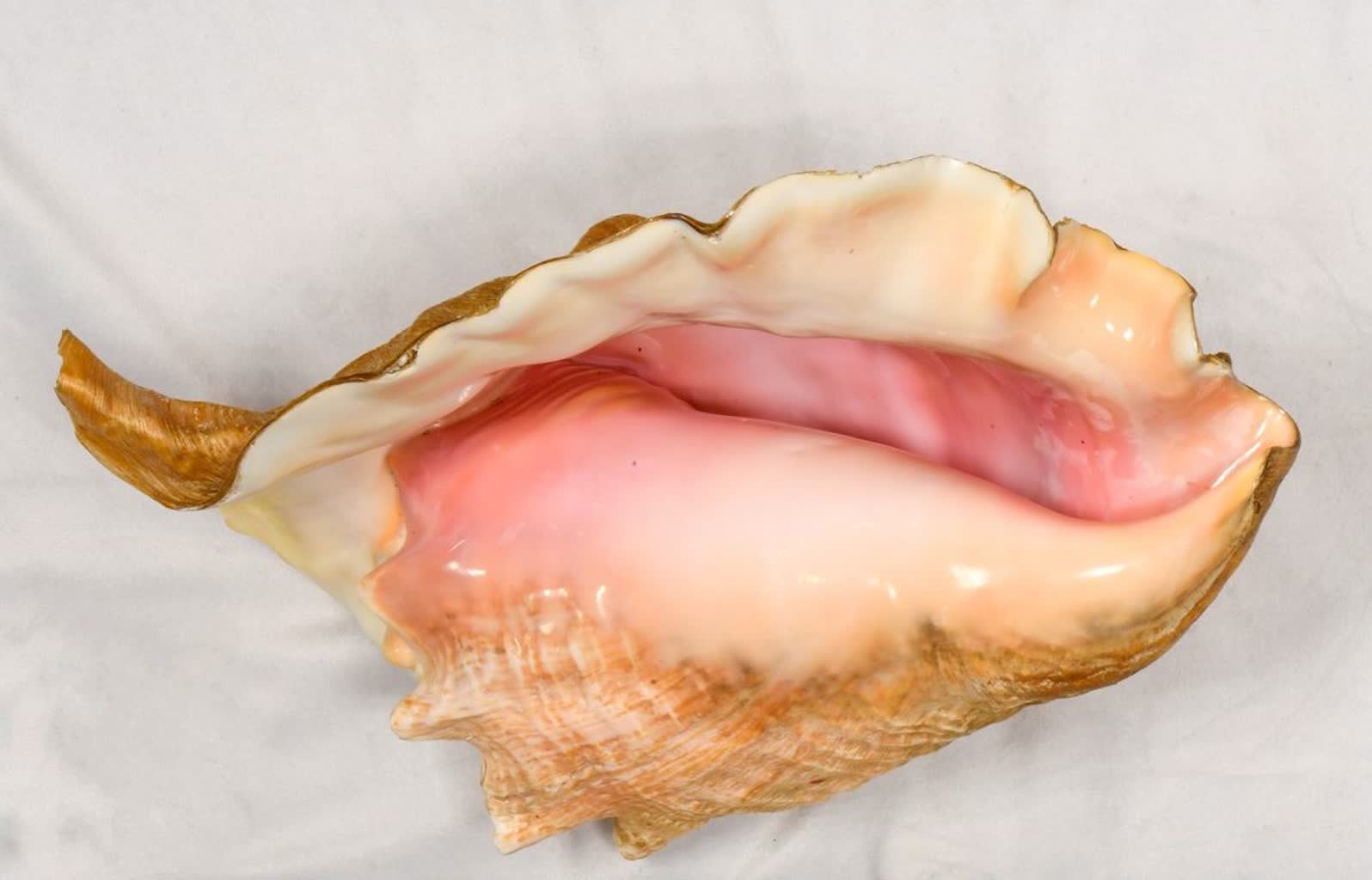 Muszla chronionego gatunku ślimaka przechwycona na granicy 2 kas2.JPG