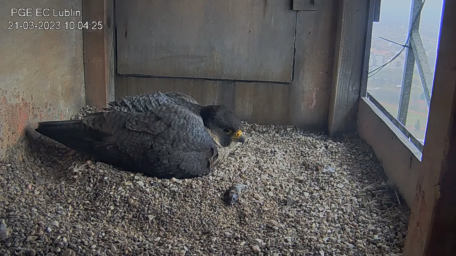 Wrotka ma już pięć jaj! Najnowsze wieści z sokolego gniazda 2 piec.PNG