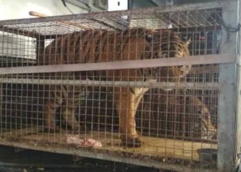 tygrys2 2022 11 04 152448 750x375 2023 03 17 122126