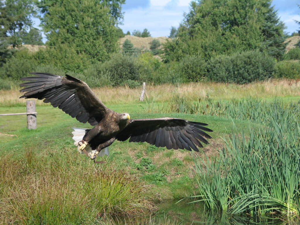 1280px eagle in flight 2004 09 01 2023 04 13 115350