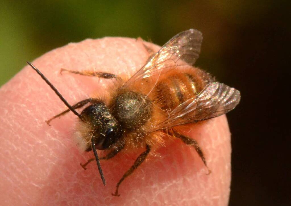 1280px osmia rufa male 2023 04 17 085435