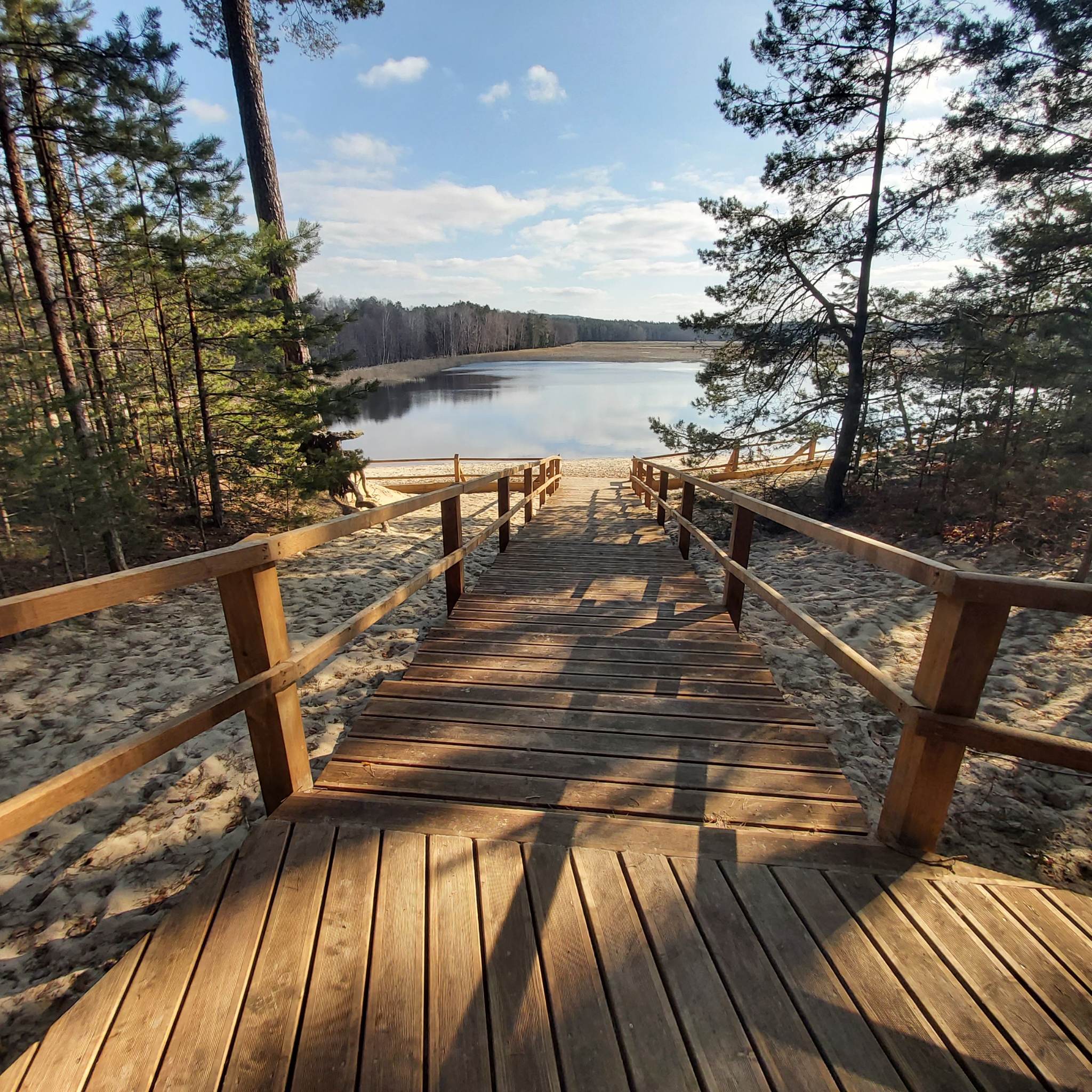 Roztocze: modrzew zastąpił sosnę. Nowym pomostem po wydmie 2 331061428_1394766777936520_1735742009591980080_n.jpg