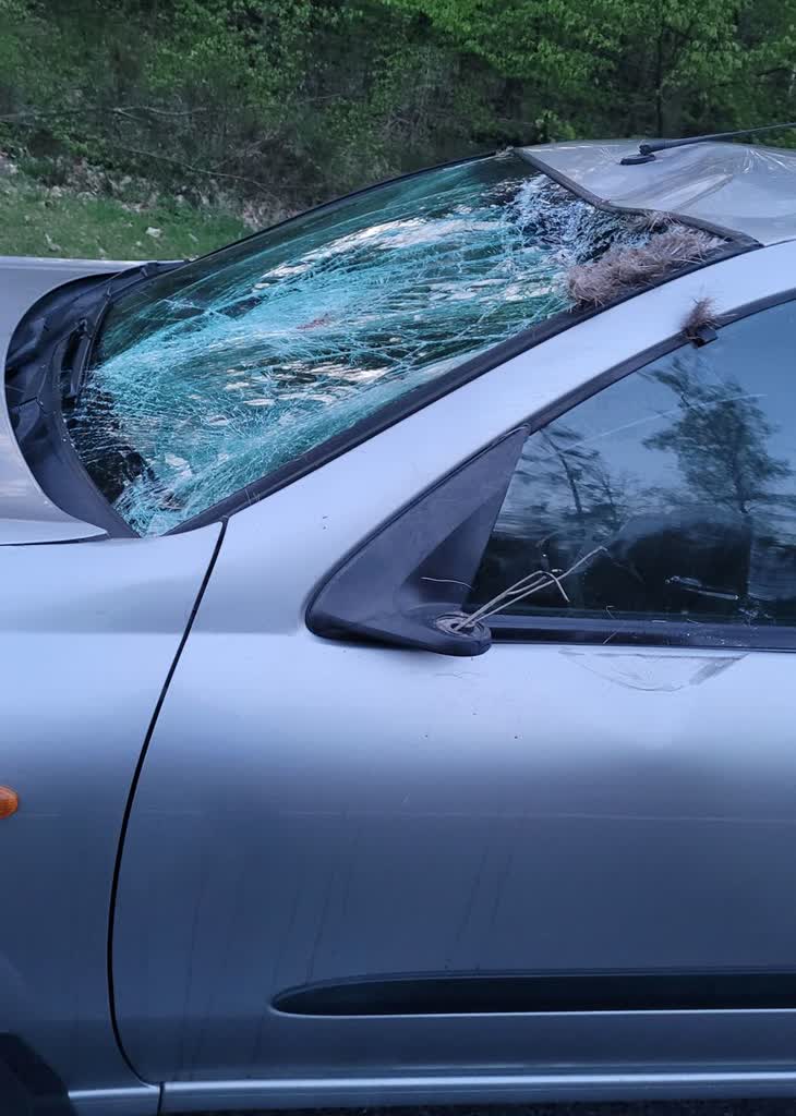 Niebezpieczne zderzenie z łosiem. Zwierzę nie przeżyło 2 360-220065.jpg