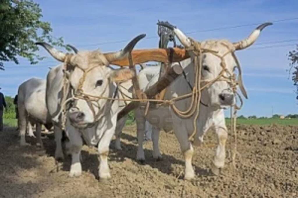 9745647 bullocks with yoke to pull the plow old agricultural work recall in the italian countryside 2023 04 28 112359