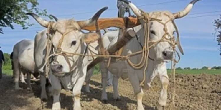 9745647 bullocks with yoke to pull the plow old agricultural work recall in the italian countryside 2023 04 28 112359