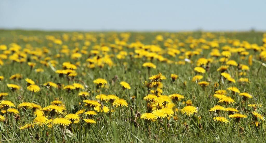 dandelion gbedc0cd54 1920 2023 04 24 091936