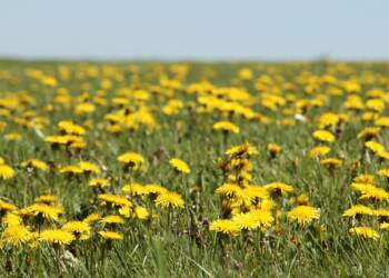 dandelion gbedc0cd54 1920 2023 04 24 091936