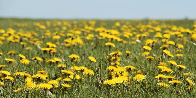 dandelion gbedc0cd54 1920 2023 04 24 091936