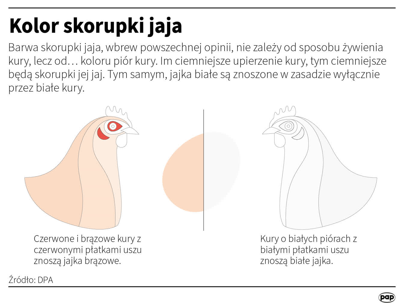 Żółtko jajka bardziej wartościowe od białka 2 igrafika_20230407_04.png