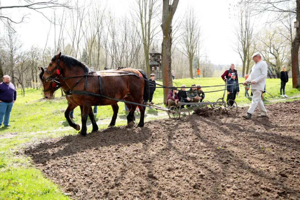Pokaz wiosennych prac polowych w Muzeum Wsi Lubelskiej 1 pm orka 160423 008 2023 04 16 154628