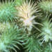 xanthium strumarium l. 2023 04 02 191309