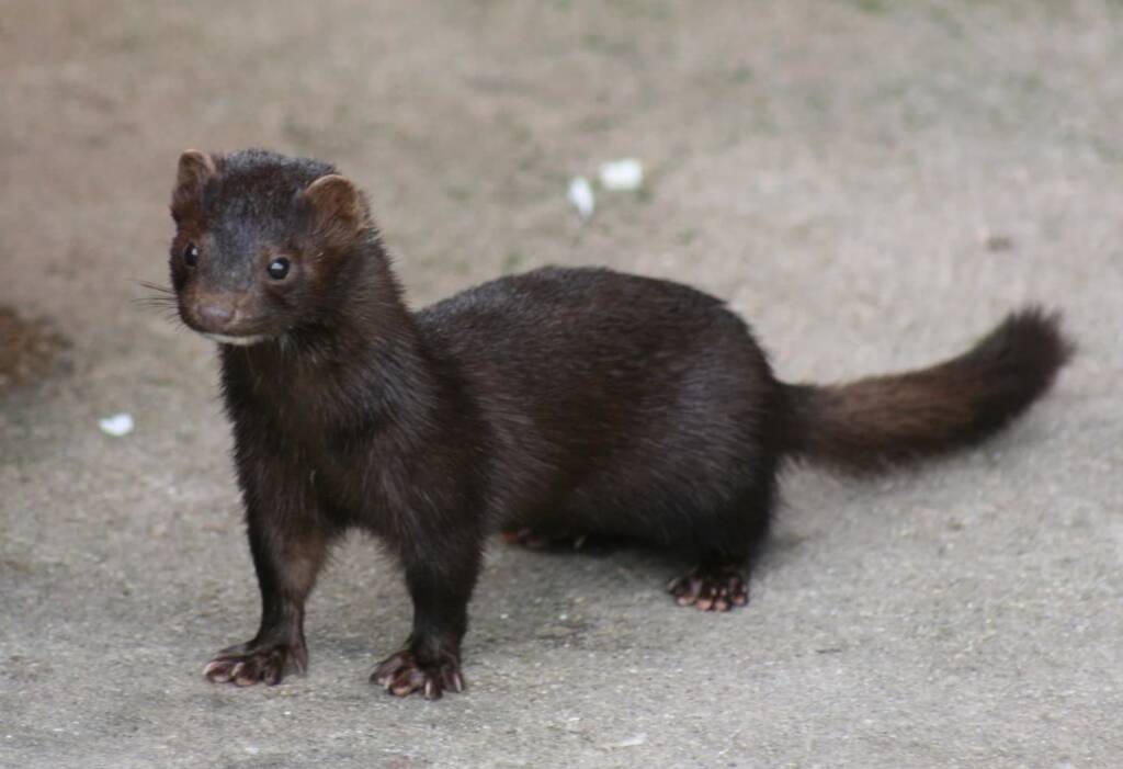 american mink 2023 05 23 142547