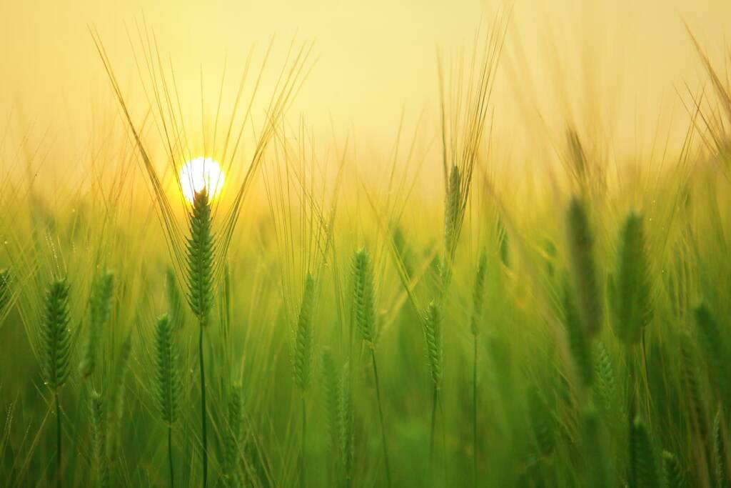 barley field g7e028a7bc 1920 2023 04 14 180516 2023 05 04 142345