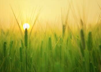 barley field g7e028a7bc 1920 2023 04 14 180516 2023 05 04 142345 2023 05 24 145051